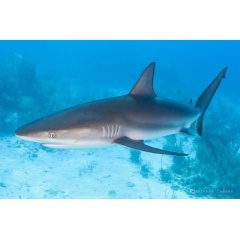 Register for Ocean First Educations shark webinar on March 25.