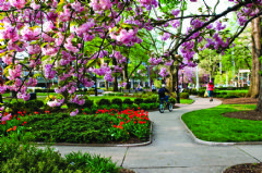Morristown Green in the spring.