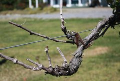 Winter kill back on Malbec (vinifera)