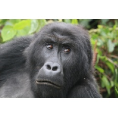 Grauers gorillas critically endangered.
