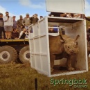 Springbok Casino Unveils Guardians of Mzansi Feature to Raise Awareness of South Africas Endangered Wildlife