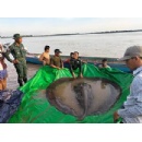 Critical Mekong fishes threatened with extinction