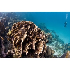 Coral Reef Belize.  Antonio Busiello/WWF Guatemala/Mesoamerica