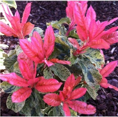 Gardening Express New & Exclusive Photinia Pink Crispy