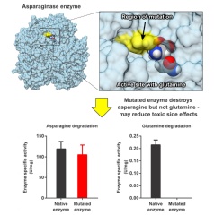 A simulation by researchers at Sandia National Laboratories and the University of Maryland demonstrates that a mutated enzyme will degrade asparagine – food for some cancers — but leave glutamine, necessary for all proteins, untouched. (J.Vanegas)