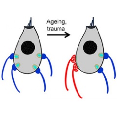 Mature hair cells, left, lose connections to outgoing neurons (blue) and gain connections to incoming neurons (red) as they age, right. (Paul Fuchs, Johns Hopkins Medicine)