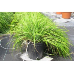 Sweetgrass, a plant used in traditional medicine, contains compounds that can repel mosquitoes. (Credit: Andrew Maxwell Phineas Jones, University of Guelph)