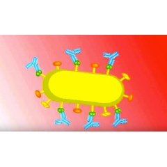 Antibodies attach themselves to and neutralise gum disease-causing bacteria (Image: Oral Health CRC)
