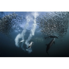 Greg Lecoeur / 2016 National Geographic Nature Photographer of the Year