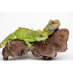 The Smithsonian’s National Zoo was the first to confirm facultative parthenogenesis in Asian water dragons, a species of lizard. Photo: Skip Brown/Smithsonian’s National Zoo