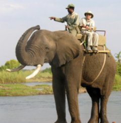 Carol Stevens rides elephant named Danny while on safari in Africa.