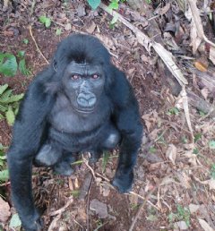Rescued orphan Grauers gorilla Ihirwe