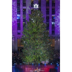 Lumber milled from the 2014 Rockefeller Center Christmas Tree will be used to help create a new Habitat home in Philadelphia. (Photo courtesy of Tishman Speyer/Photographer Gregory Scaffidi)