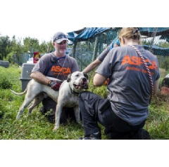 ASPCA responders remove one of dozens of dogs from Sabbath Memorial Dog Rescue Center in Okeechobee, Fla. who will be transported and made available for adoption with Second Chance Rescue in New York, N.Y.