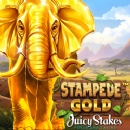Explore the African Savannah in Stampede Gold with 10 Free Spins: New Betsoft Slot at Juicy Stakes Casino