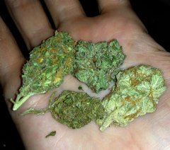 People who grown their own cannabis have more strain options than most medical marijuana patients.