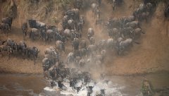 Great Wildebeest Migration