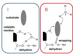 Dehydron as a two-stroke molecular engine sustaining enzyme catalysis by I) preparing solvent for catalysis and II) promoting substrate association.