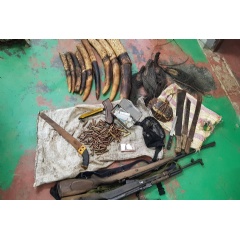 Ivory, weapons, and equipment seized from the poaching gang. CREDIT Forrest Hogg/WCS