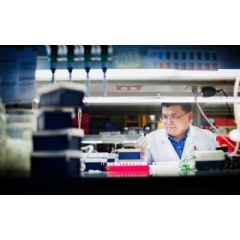 Hongbo Chi, PhD, led the group that showed disrupting either mTORC1 or metabolic activity blocked Th1-like features in Th17 cells in the laboratory as well as neuroinflammation in models.
-Credit: St. Jude Childrens Research Hospital-