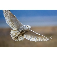 Snowy Owl. Photo: Diane McAllister/Great Backyard Bird Count