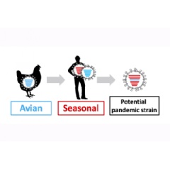 A potential pandemic flu strain could come from reassortment between animal and human flu viruses when they infect the same cells.