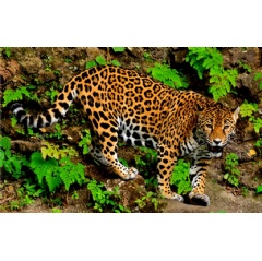Jaguar CREDIT Julie Larsen Maher