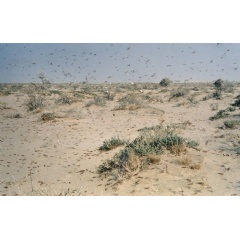 The desert locust is the worlds most dangerous migratory pest capable of flying up to 150 km a day with the wind. -Credit: FAO-