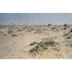 The desert locust is the world’s most dangerous migratory pest capable of flying up to 150 km a day with the wind. -Credit: FAO-