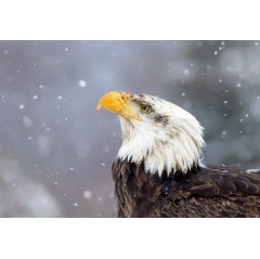 Bald Eagle. Photo: Kyle Dudgeon/Audubon Photography Awards