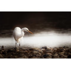 Great Egret. Photo: Evelyn Smialek/Audubon Photography Awards