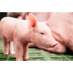 Young piglets need to be protected from coccidiosis and iron deficiency anaemia.  -CREDIT: Bayer-