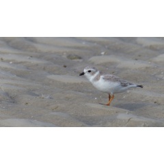 Piping plover walking along a sandy shore.  Angie Cole