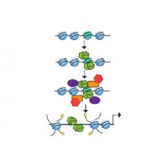 The transcription factor p63 establishes epithelial enhancers at genes crucial to epithelial cell identity. Credit: Enrique Lin-Shiao, Penn Medicine