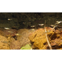 Guppies swim near the Quare River in Trinidad, where conditions are right for observation with and without predators. (David Reznick/UCR)