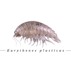 This newly discovered amphipod, dubbed Eurythenes plasticus, was found with plastic in its body