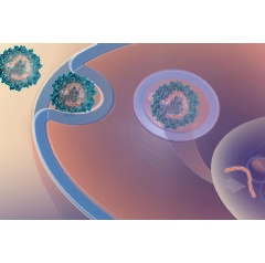 The new drug-delivery technology uses a harmless virus to deliver an antibody gene into human cells. NHGRI