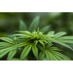Marijuana legalization in Washington state may thwart steady declines in teen use, according to a new University of Washington study.