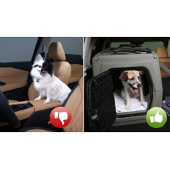 Nissan shares pet safety tips for National Dog Day