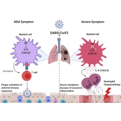 Low glucocorticoid receptor (GR) expression led to excessive inflammation and lung damage by neutrophils through enhancing the expression of CXCL8 and other cytokines. Image credit: Professor Heung Kyu Lee, KAIST. Created with Biorender.com.
