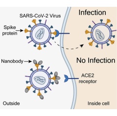 Infections happen when SARS-CoV-2 virus spike proteins (yellow) latch onto ACE2 receptors (blue) that line the outside of a cell. The NIH nanobodies (grey) may prevent infections by covering spike proteins (complete caption below) Brody lab, NIH/NIND