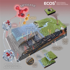This artistic diagram of the subsea and coastal permafrost ecosystems emphasizes greenhouse gas production and release. (Artwork by Victor O. Leshyk, Center for Ecosystem Science and Society, Northern Arizona University) See complete caption below
