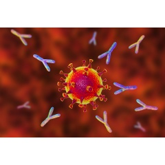 An artist’s rendering shows antibodies surrounding a coronavirus. Antibody-based drugs have been authorized for emergency use in COVID-19 patients by the Food and Drug Administration. (See complete caption below)