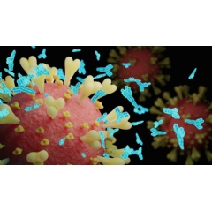 

An artist’s rendering of a SARS-CoV-2 virus particle (pink) with spike proteins (yellow) and SARS-CoV-2 antibodies (blue).
Credit: iStock