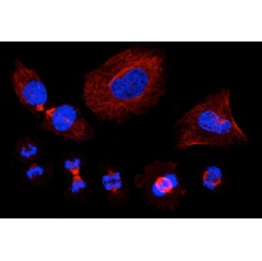 A montage of microscopic images that show the stages of the cell cycle, in which 1 cell duplicates its DNA and eventually divides into 2