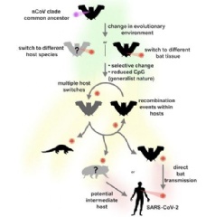 Schematic of our proposed evolutionary history of the nCoV clade and putative events leading to the emergence of SARS-CoV-2. Credit
MacLean OA, et al. (2021)... PLoS Biol 19(3): e3001115. CC-BY (see complete Credit reference below).