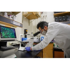 Scientists have discovered a surprising response in lung cells infected with the SARS-CoV-2 virus, which might explain why the disease is so difficult to treat. (see complete caption below) (Purdue University photo/ Rebecca McElhoe)