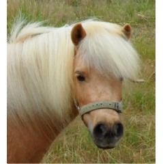 Palomino Miniature Horse Summer, provided by Shannon and Lyn Panzo for rehabilitation.