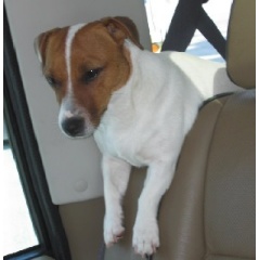 Hot dog in car that was rescued.
