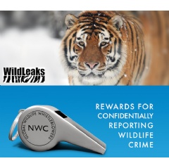 The NWC and Elephant Action League are joining forces to combat global wildlife crime.